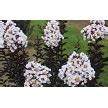 They all havedark burgundy or purple leaves, with some coming very close to being black. Buy Ebony & Ivory Crape Myrtle For Sale Online From Wilson ...