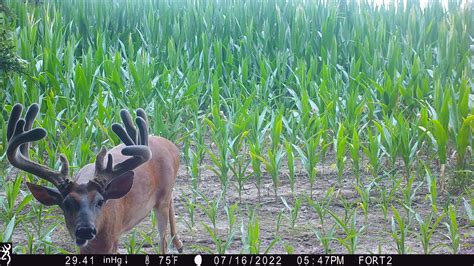 Graveyard Whitetails Home