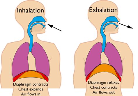 Diaphragm Breathing Animation Anaerobic Respiration