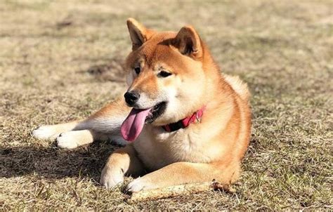 Japanese names are used in japan and in japanese communities throughout the world. 200+ Female Japanese Dog Names with Meanings | The Paws ...