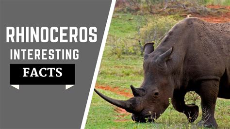Rhinoceros Facts For Kids Complete Information Habitat Dite And
