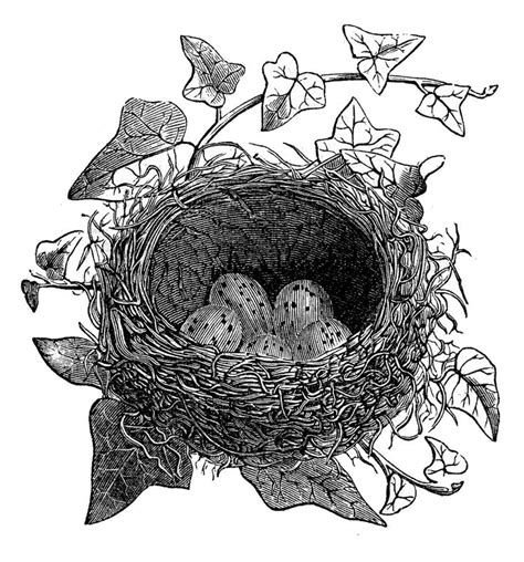 See more ideas about graphics fairy, vintage printables, free printables. Vintage Clip Art - Birds and Nest Engravings - The ...