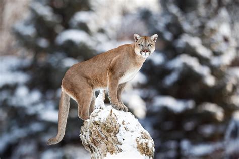¿el Puma Está En Peligro De Extinción Amenazas Y Planes De Conservación