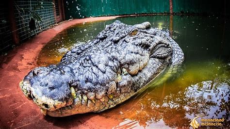 cassius the world s largest captive crocodile could be even bigger than we thought