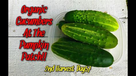 Organic Cucumbers At The Pumpkin Patch 2nd Harvest Day 57 Youtube