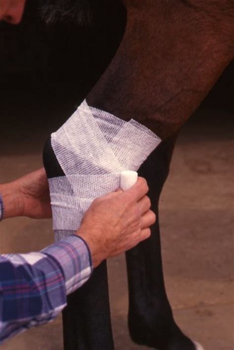 Site:.com users are online (in the past 15 minutes). When to Bandage Your Horse's Wound - The Horse Owner's ...
