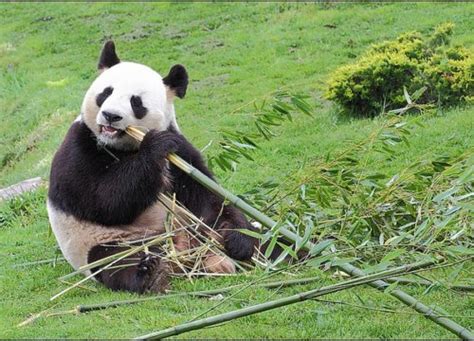 How Fussy Pandas Maintain A Balanced Bamboo Diet Asian Scientist Magazine