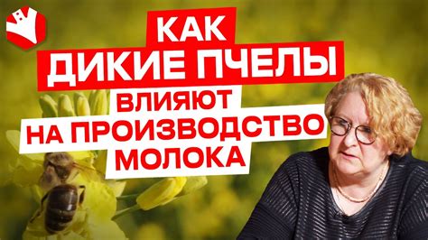 Влияние диких пчел на урожай люцерны и производство молока - YouTube