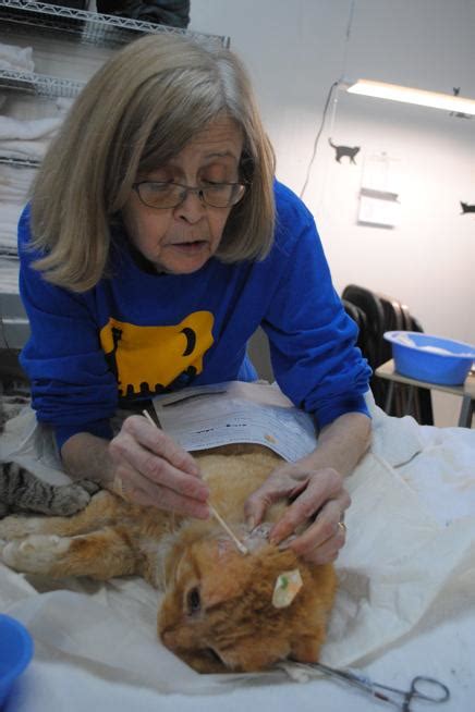 Noco Friends Of Ferals Reaches 10 Years Of Help Cats Loveland