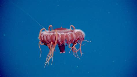 The Bioluminescent Atolla Jellyfish Lives In The Dark Deep Sea And Emits
