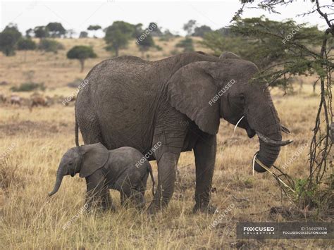 Elefante Madre Y Bebé — Campo Escenografía Stock Photo 164928936