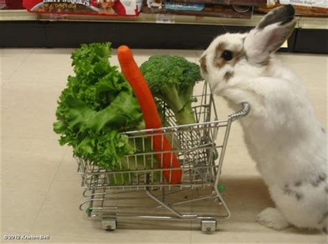 Funny Pictures Bunny Rabbit Dump A Day