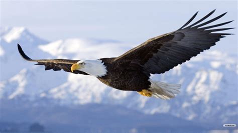1920 X 1080 Eagle Wallpapers Top Free 1920 X 1080 Eagle Backgrounds