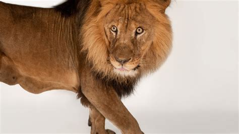 Facts About Lions Habitat Home Interior Design