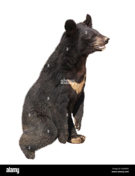 Tibetan Black Bear High Resolution Stock Photography And Images Alamy
