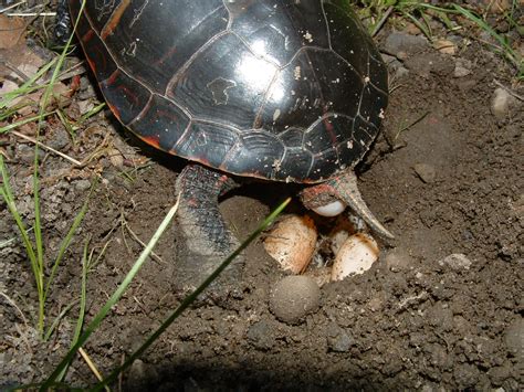 The turtle will then dig a hole to build a nest. Untitled Document bio.sunyorange.edu