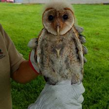 These two will take around 4,000 rodents in a single year to feed themselves and their young. DNR: Barn Owl