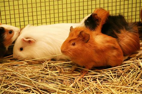 Why Do Guineapigs Smell Each Others Bottom Insideranimal