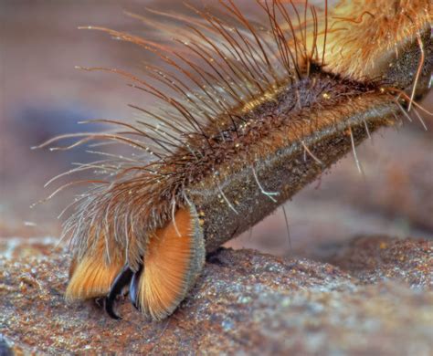 Turns Out Spiders Have Tiny Paws And It May Change The Way You Look At Them Inspiration