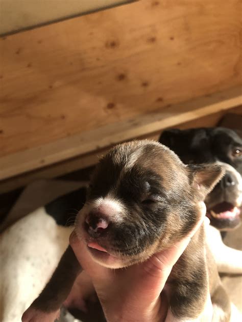 Alapaha blue blood bulldog puppies and adults are very flexible when it comes to the living environment. Alapaha Blue Blood Bulldog Puppies For Sale | Hardin, MT ...
