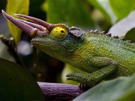 Jackson’s Chameleon: Care Guide & Species Profile - Everything Reptiles