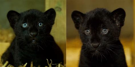 Rare Black Jaguar Cub Born At Sanctuary Brings Hope For Species Universty Of Cats