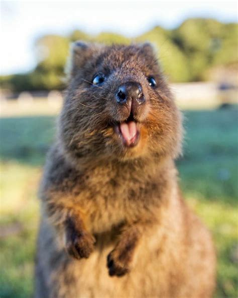 Quokkas are very friendly, which makes them very vulnerable. Taking Selfies With The Happy Quokka Has Been Banned In ...