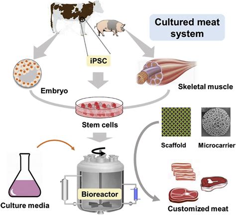 Artificial Meat Production A New Vision Of The Future English