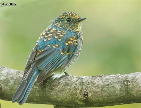 Nilgiris Blue Flycatcherjuvenile Colorful Birds Exotic Birds Rare