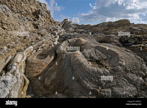 Fossil Forest Lulworth Cove Dorset Engalnd Stock Photo Royalty Free