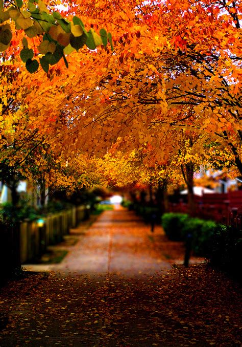 Orange Autumn Trees Pictures Photos And Images For