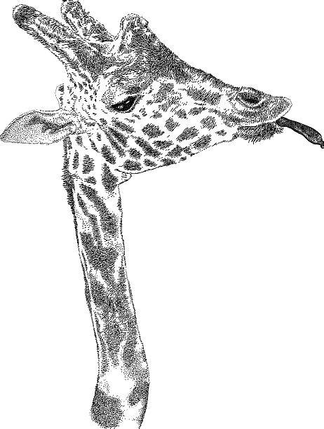 Please check the licence for this photo on flickr. Giraffe Tongue Illustrations, Royalty-Free Vector Graphics ...