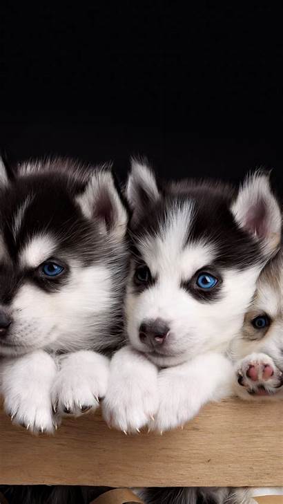 Husky Puppy 4k Animals Wallpapers Winter Dog