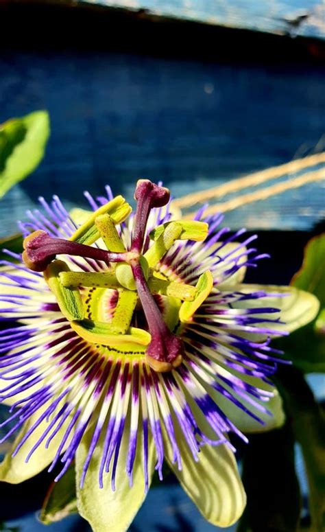 Passion Flower Stock Image Image Of Passion Outside 120314209