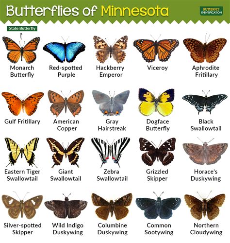 Types Of Butterflies In Minnesota