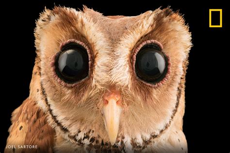 The Oriental Bay Owls Huge Black Eyes Also Have White Lids With Slits