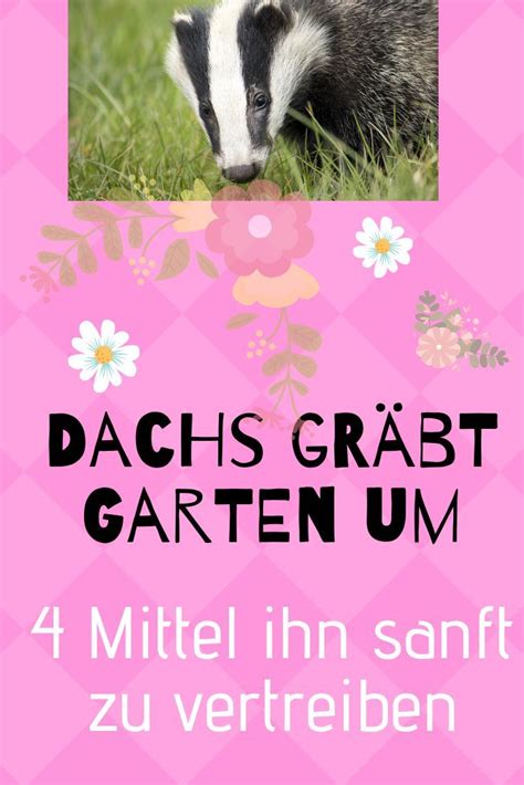Dachse sind schon lange keine seltenheit mehr. Dachs im Garten - 4 besten Mittel ihn zu vertreiben! [2020 ...