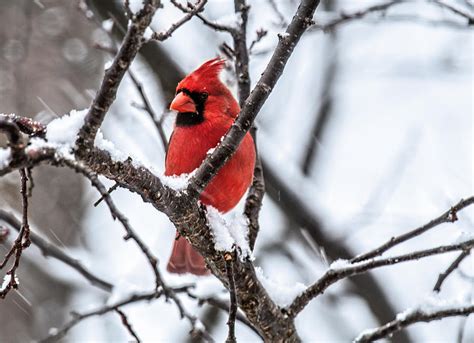 Cardinal Snow Scene Photograph By Lara Ellis Fine Art America