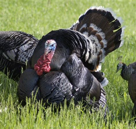 Turkeys Craythorne Poultry