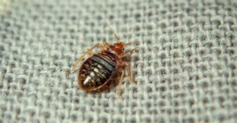 Bed Bugs Treatment Do It Yourself Bed Bug Control Huffington News