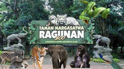 Taman Margasatwa Ragunan Zoo Kebun Binatang Ragunan Youtube