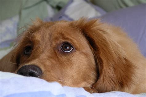 Bone Cancer In Dogs