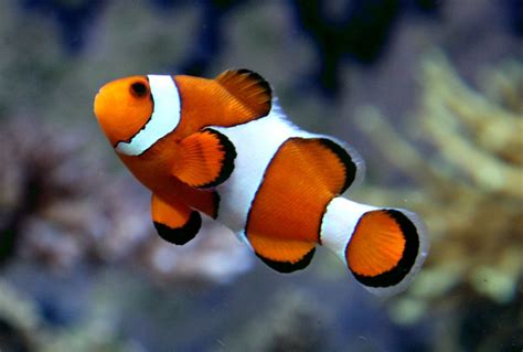 The 10 Best Saltwater Fish For Beginners Fishkeeping Advice