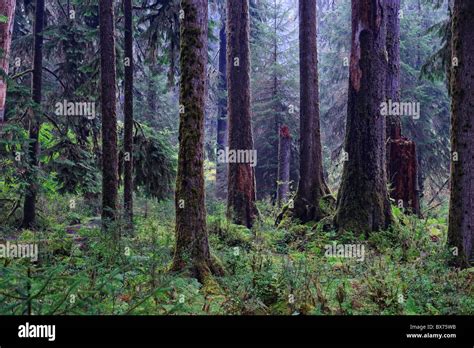 Usa Washington Olympic National Park Hoh Rainforest Stock Photo Alamy