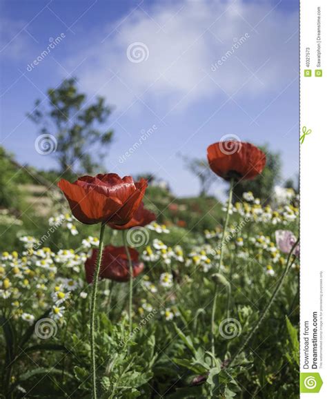 Many Red Poppy Flowers With Field Of Chrysanthemum Blue
