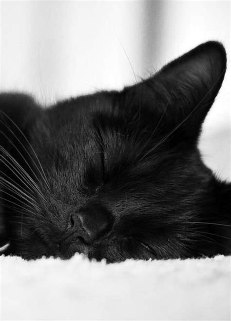 Black Cat Sleeping Cute Animals Cats Pretty Cats