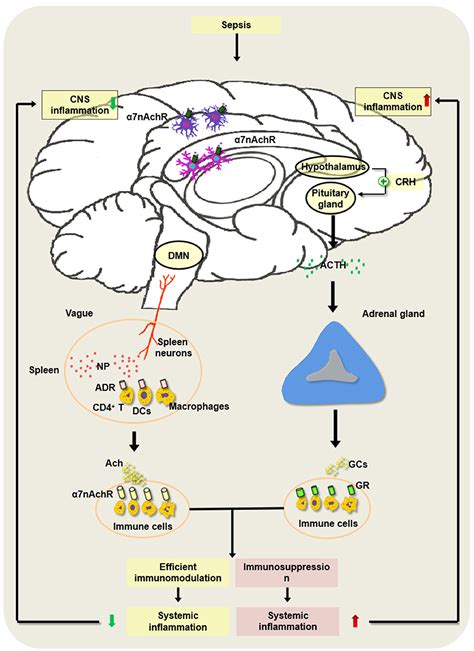 Frontiers Neuroimmune Regulation In Sepsis Associated Encephalopathy