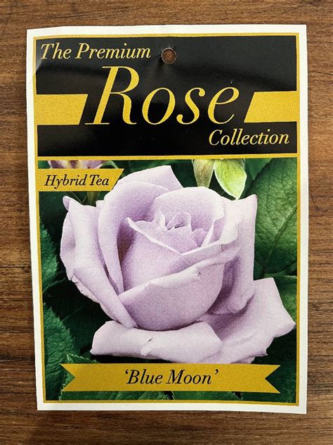 Rose Blue Moon Kennaughs Garden Centre