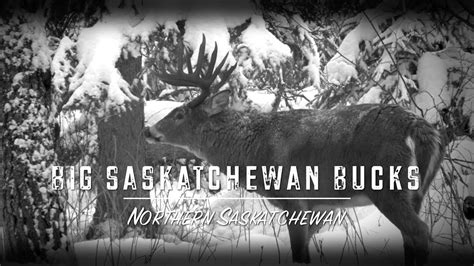 Big Saskatchewan Bucks Teaser Youtube