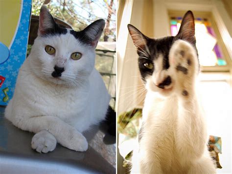 20 Cats That Look Like Hitler But Are Still Cute Af